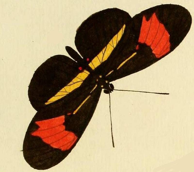 Heliconius eratoA