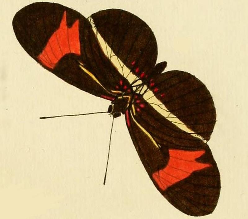 Heliconius eratoB