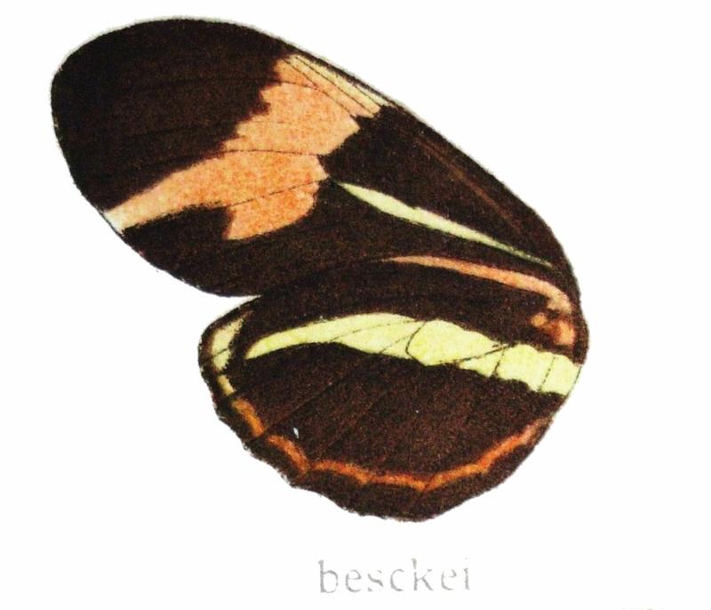 Heliconius besckei Ménétriés 1857