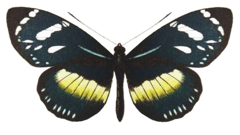 Heliconiushecuba