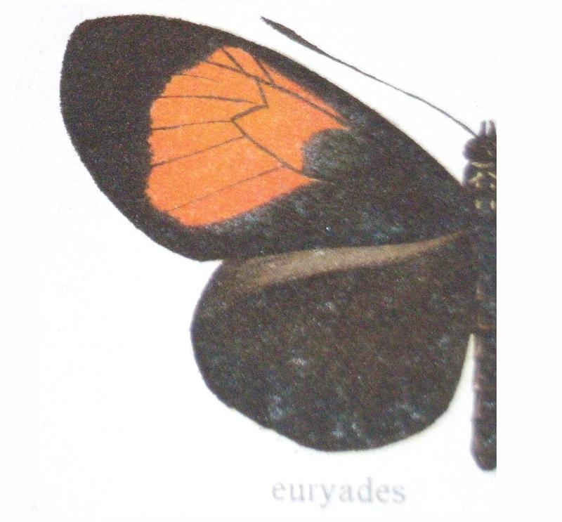 Heliconius melpomene euryades Riffarth 1900