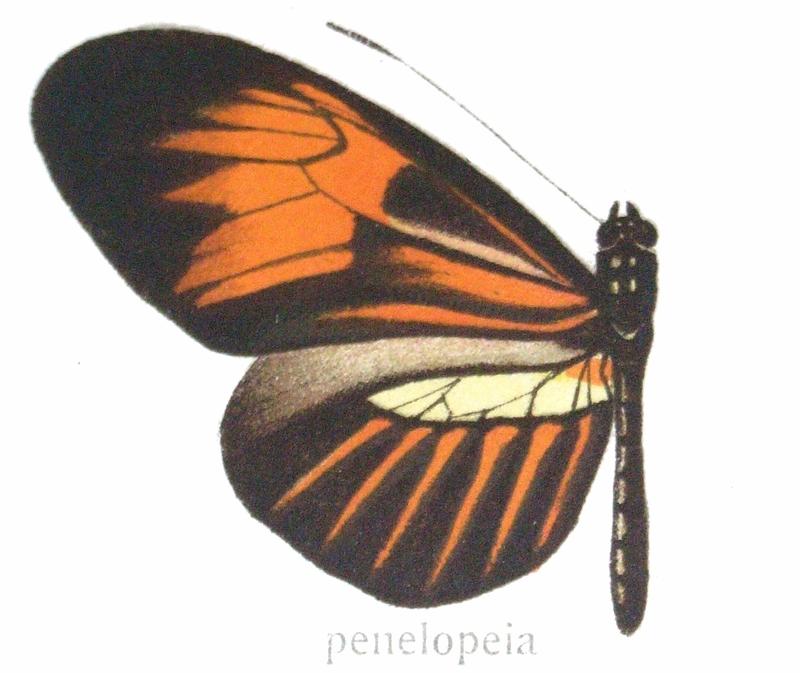 Heliconius melpomene amandus GroseSmith Kirby 1892