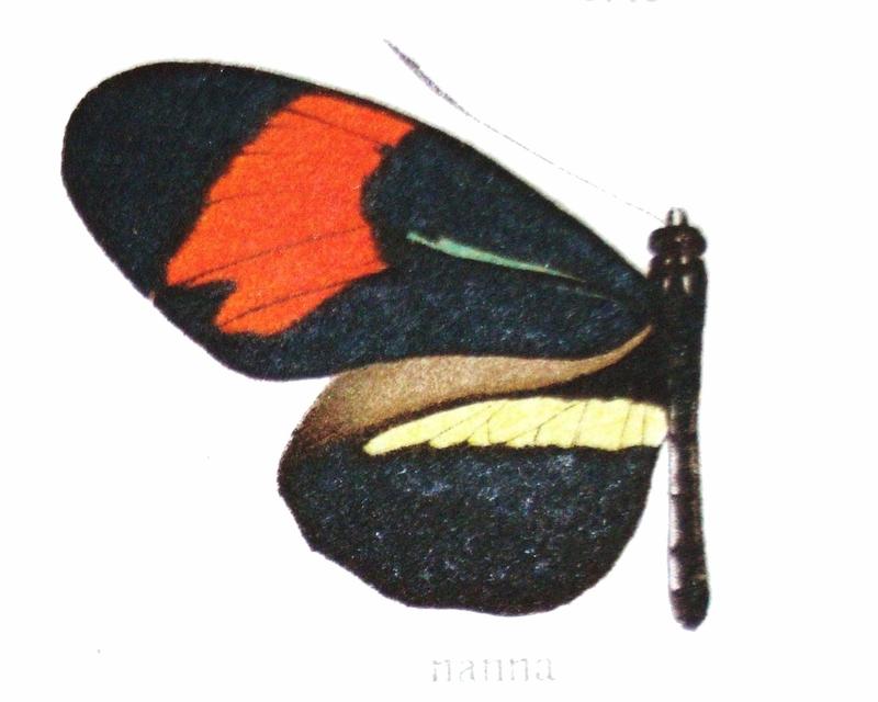 Heliconius melpomene nanna Stichel 1899