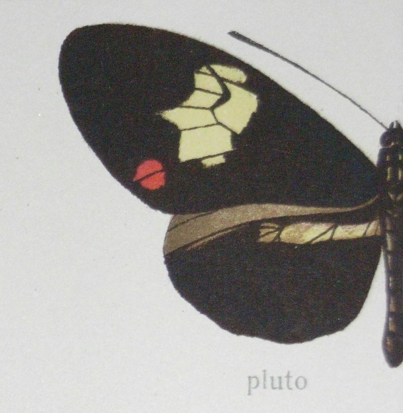 Heliconiusmelpomenepenelopeab pluto