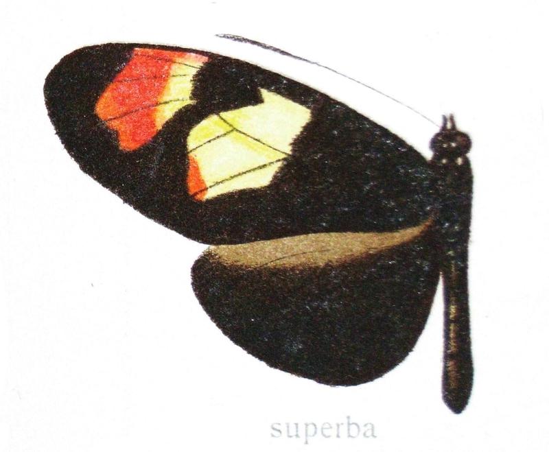 Heliconius melpomene xenoclea var superba Lathy 1905