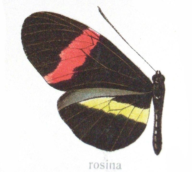 Heliconius melpomene rosina Boisduval 1870