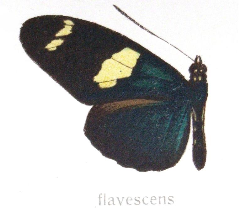Heliconius wallacei flavescens Weymer 1891