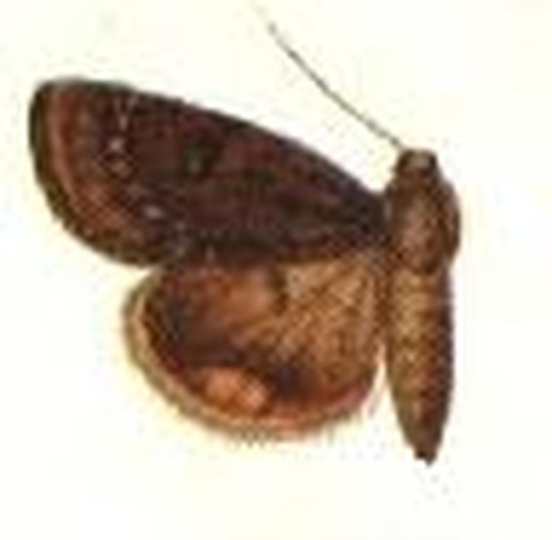 Heliocheilus turbatus