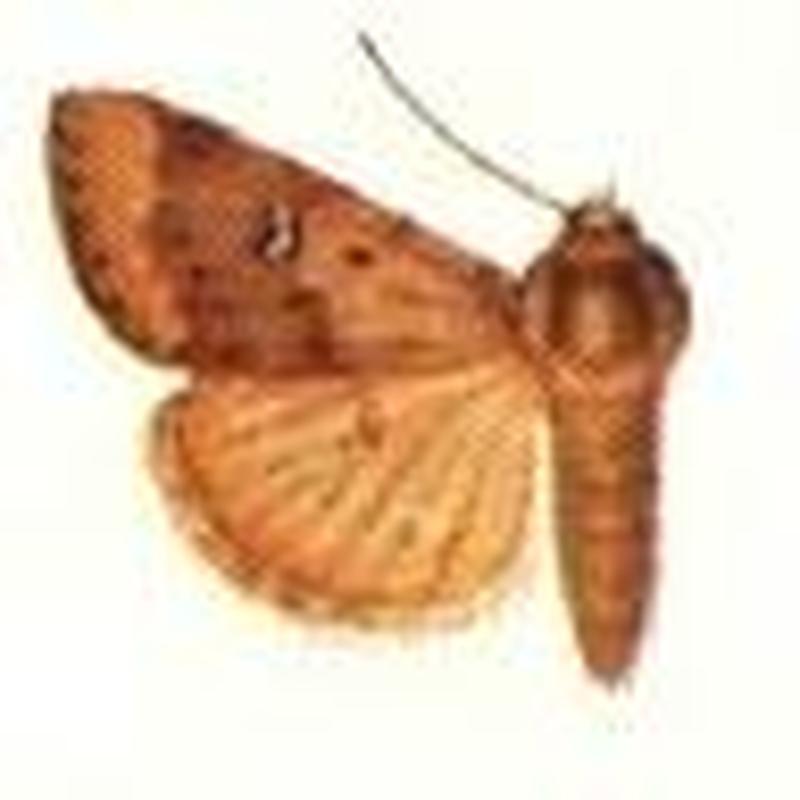 Heliocheilus turbatus2