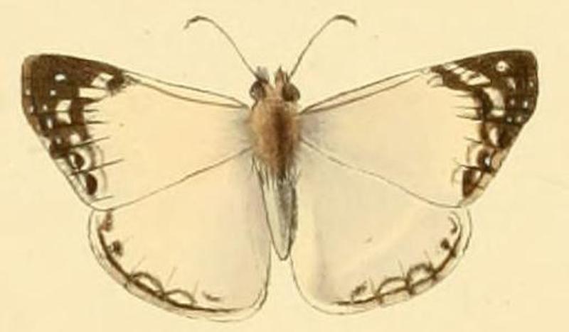 Heliopetes laviana1