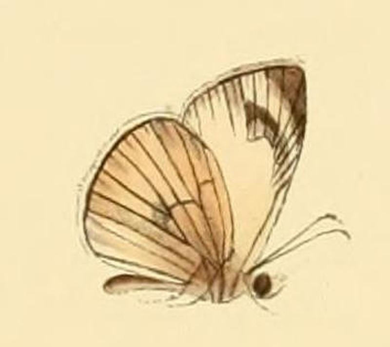 Heliopetes leucola1