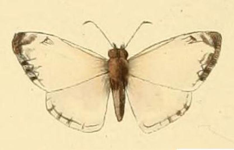 Heliopetes macaira1