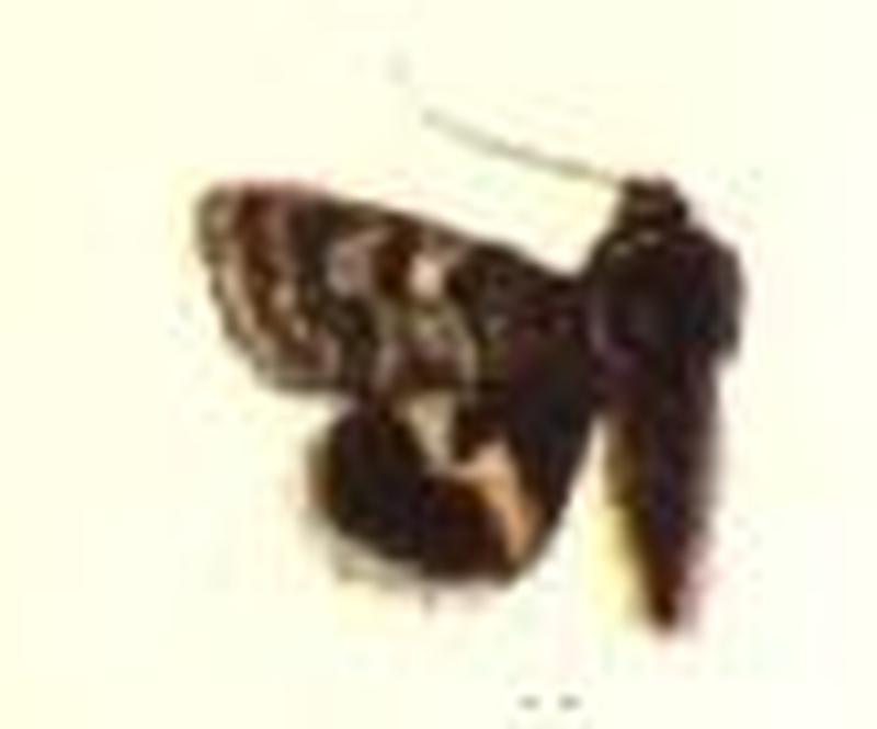 Heliophana amaryllis