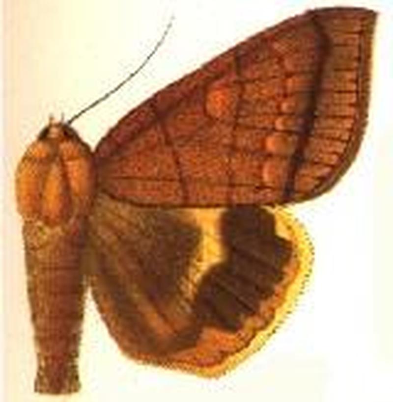 Heliophisma catocalina