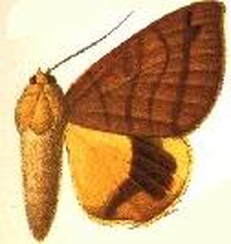 Heliophisma zanzabarica