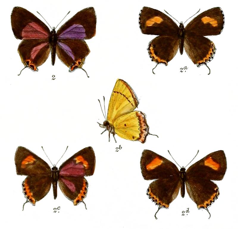 Heliophorus epicles