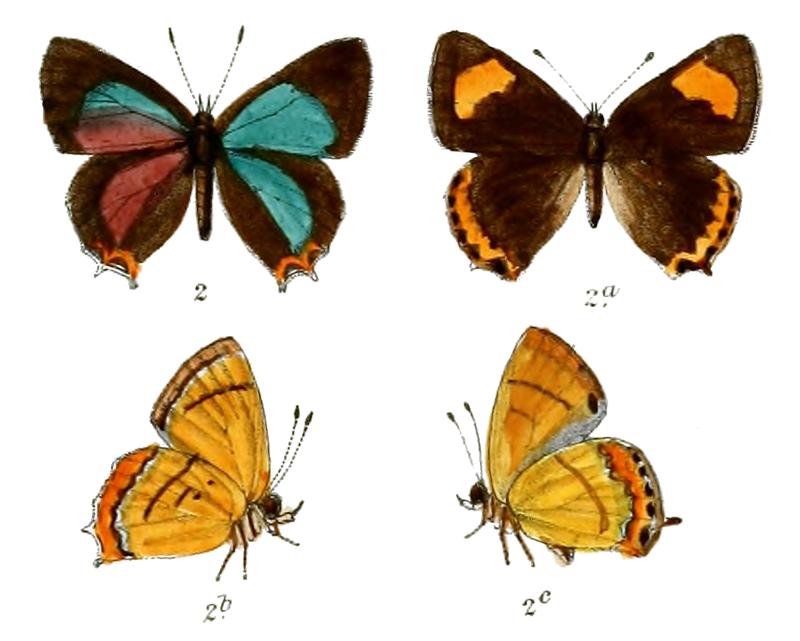 Heliophorus moorei