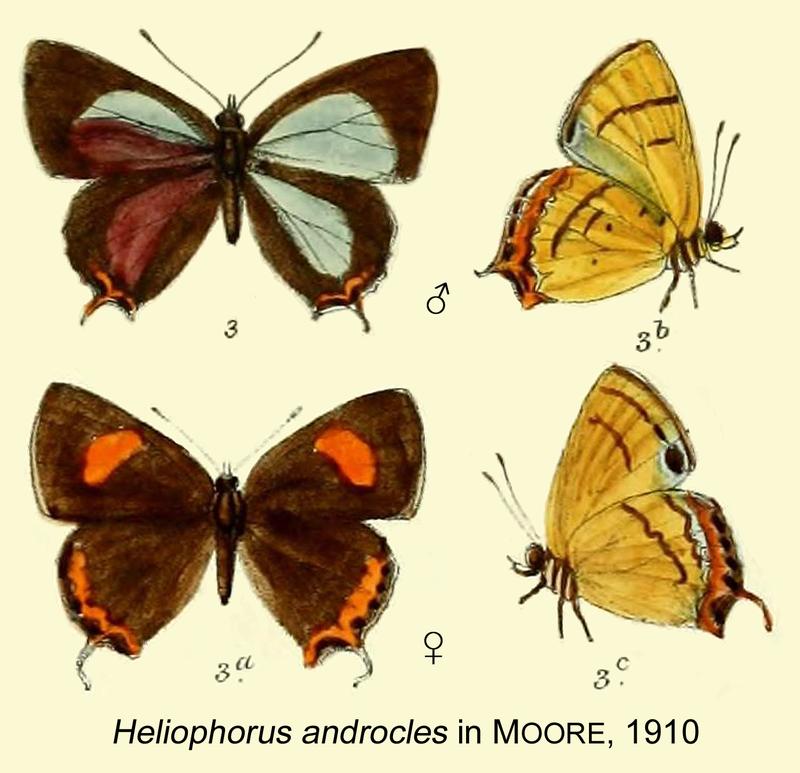 Heliophorus androcles inMoore1910