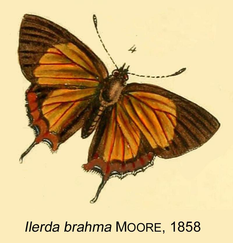 Heliophorus brahma Moore1858OD