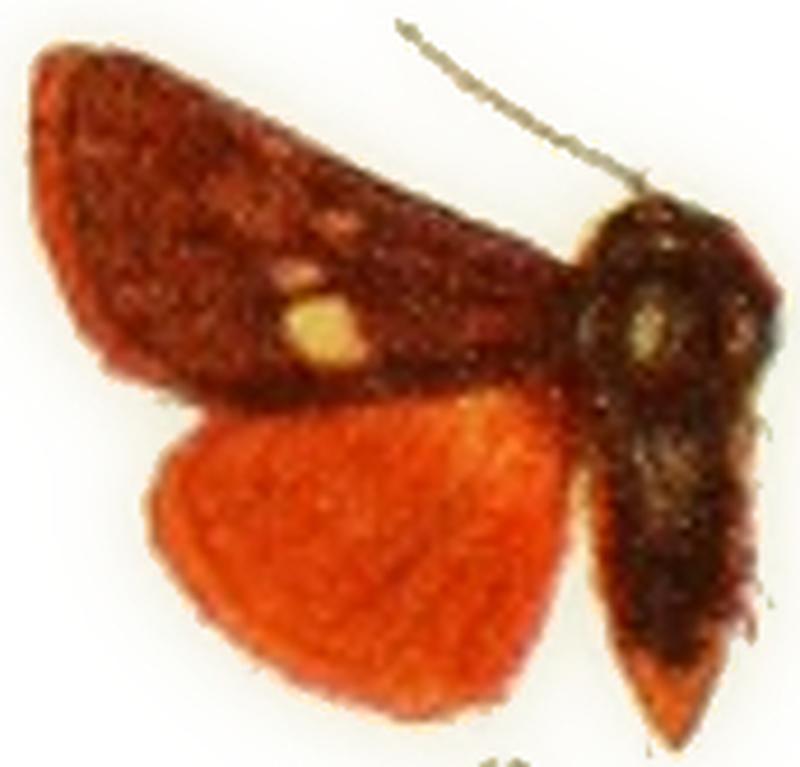 Heliothis celeris