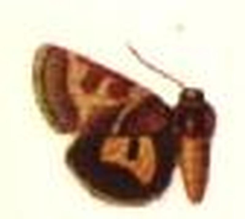 Heliothis graefiana