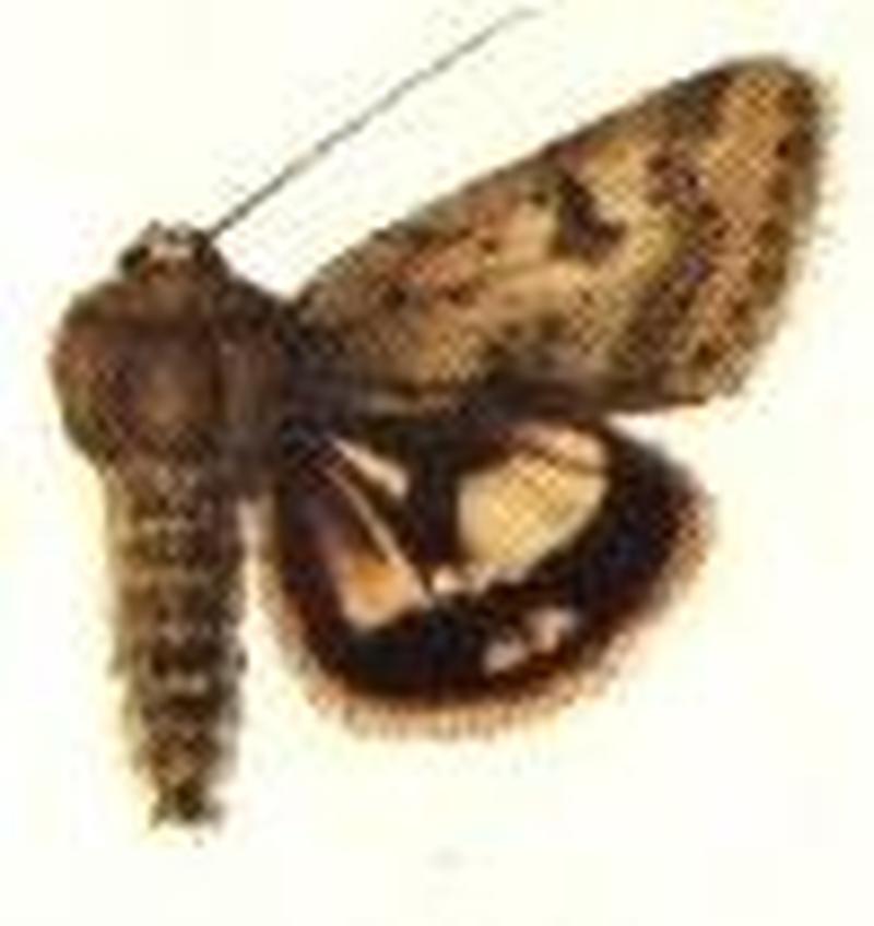 Heliothis phloxiphaga