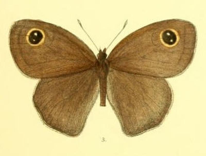 HemadaraNarasingha118 3
