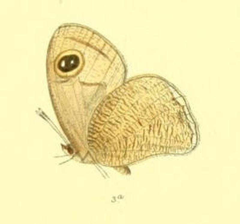 HemadaraNarasingha118 3a