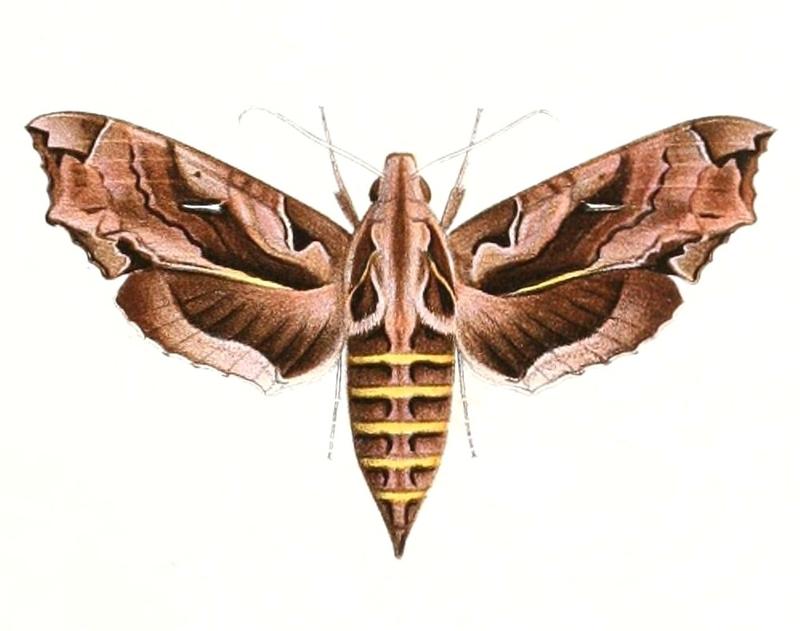 Hemeroplanes triptolemus 1894