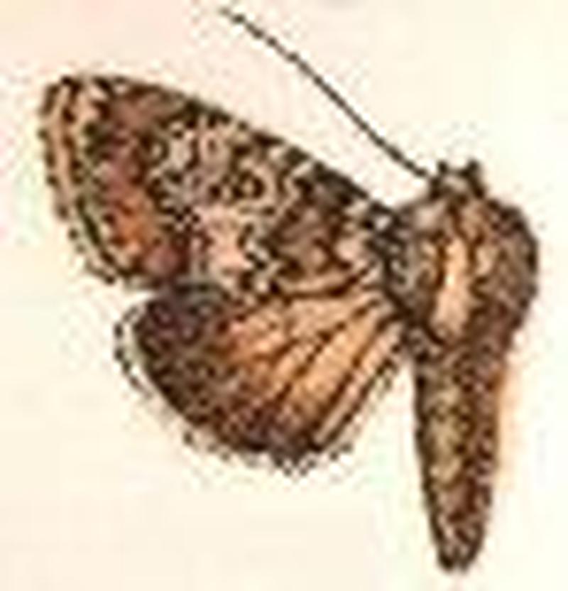 Hemibryomima chryselectra