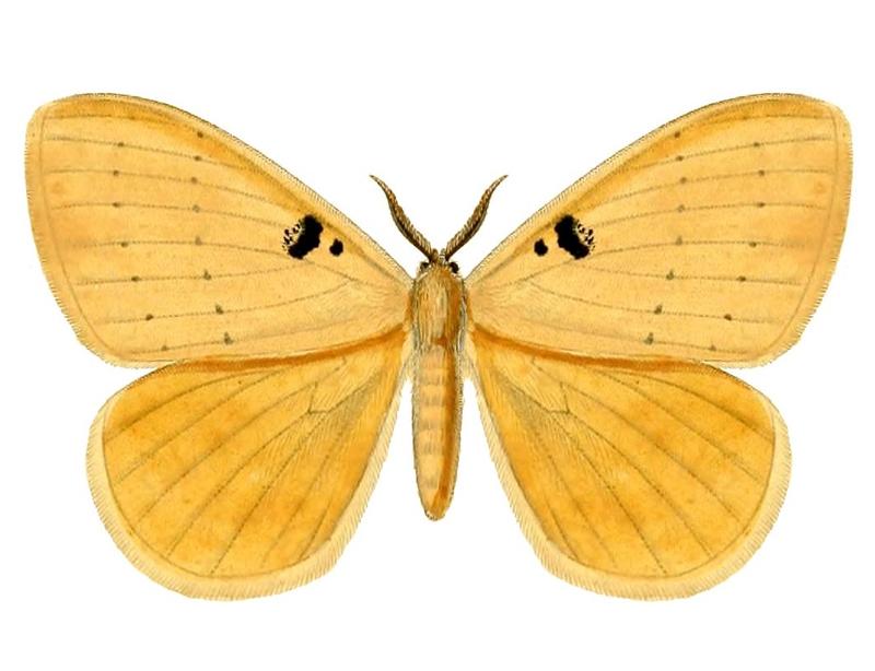 Hemijana bimaculata