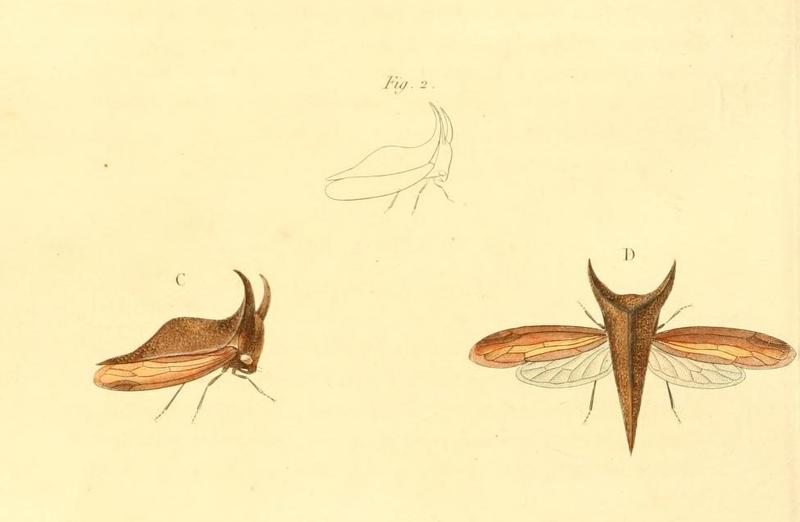 Hemikyptha scutelligera 1831