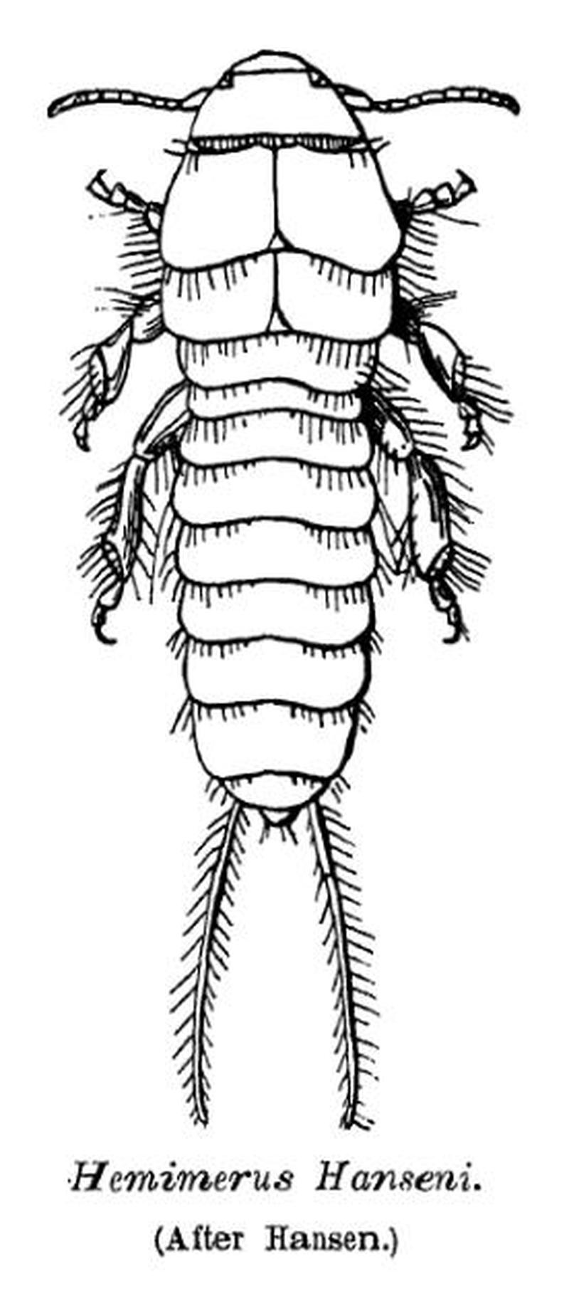 Hemimerus hanseni Earwig Dermaptera