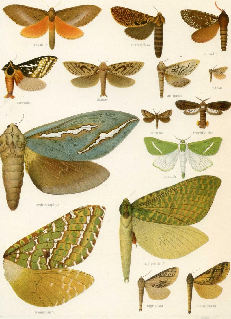 Hepialidae Plate from Seitz