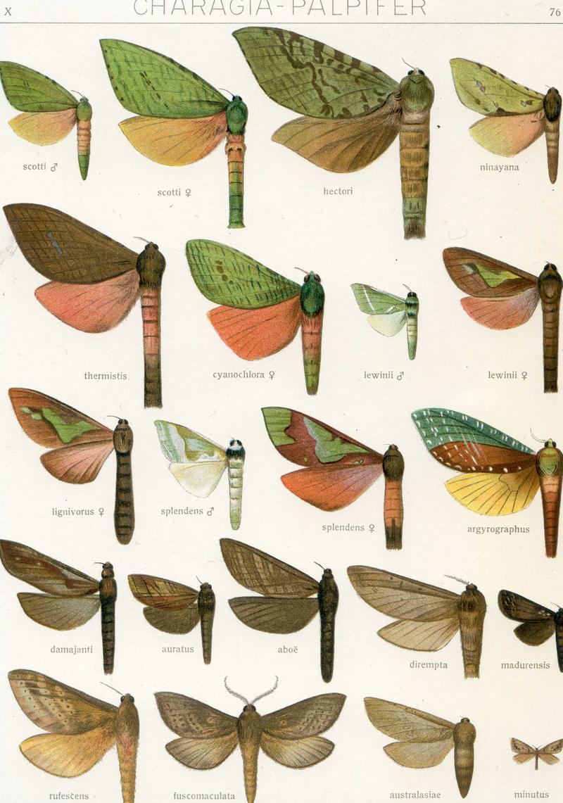 Hepialidae Plate from Seitz Macrolepidoptera