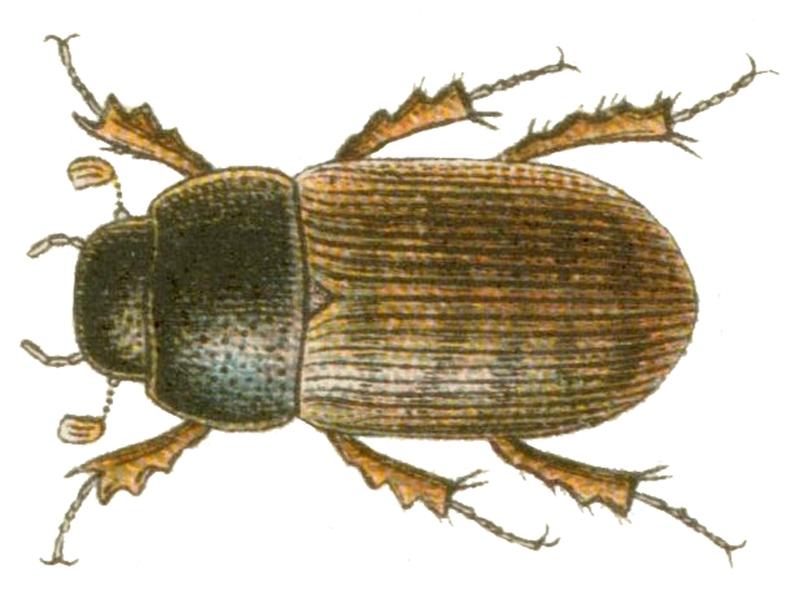 Heptaulacus testudinarius