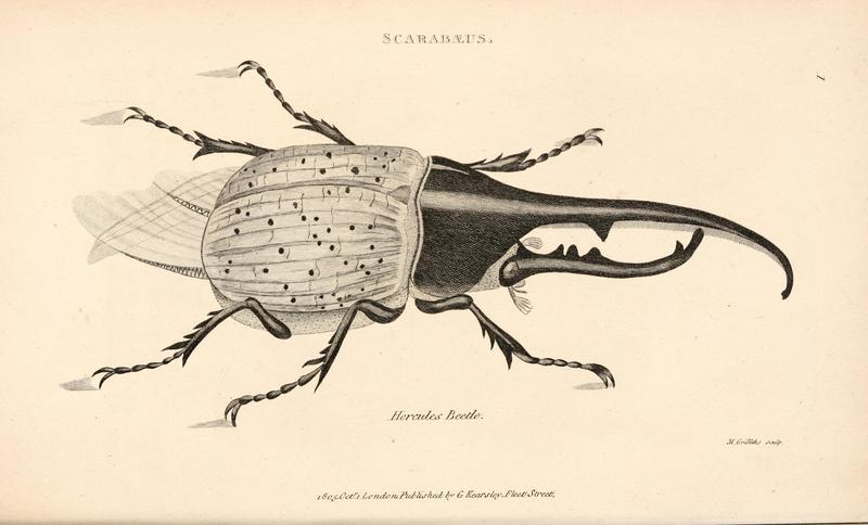 Hercules beetle scarabaeus griffith 1806