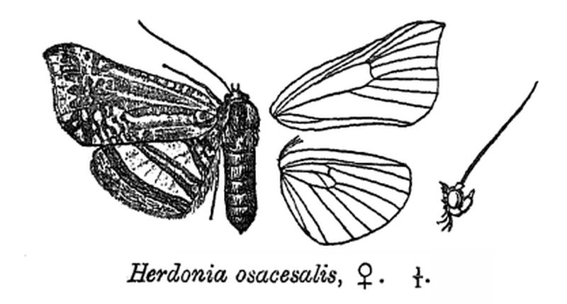 HerdoniaOsacesalis