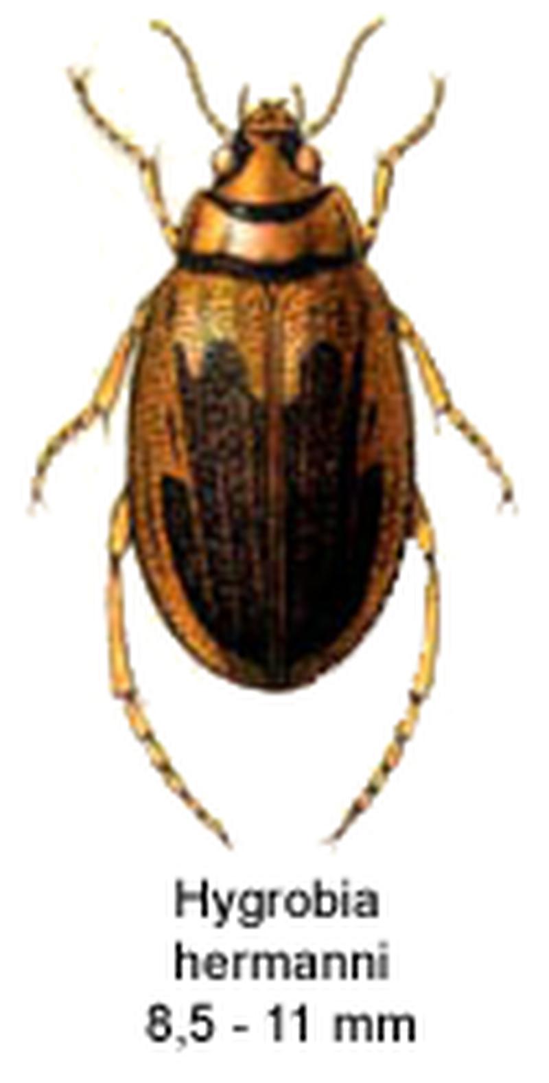 Hygrobia hermanni