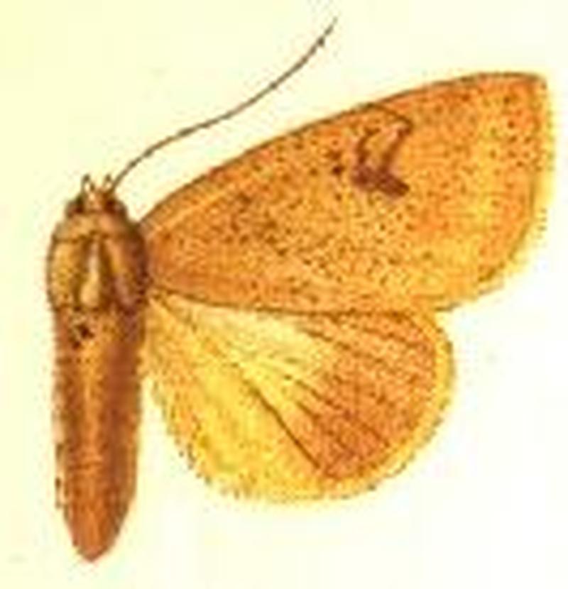 Herminocala pallidoides