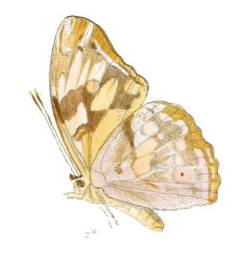 HeronaAndamana196 2a