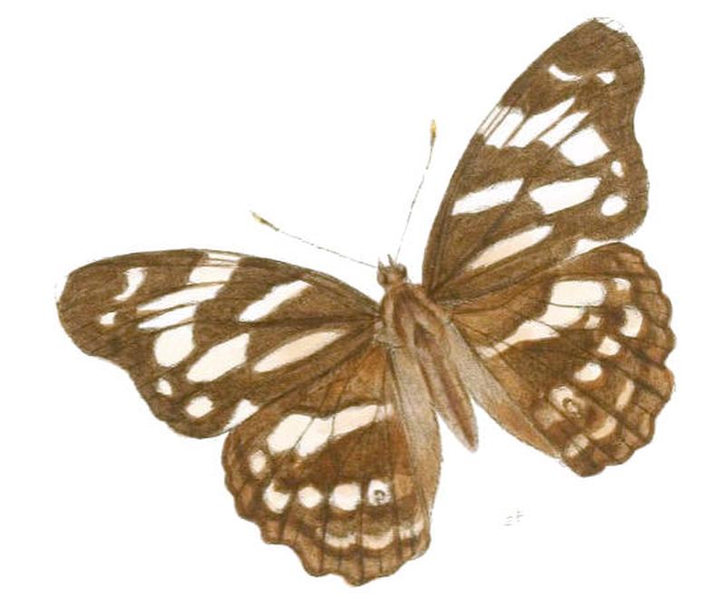 HeronaAndamana196 2b