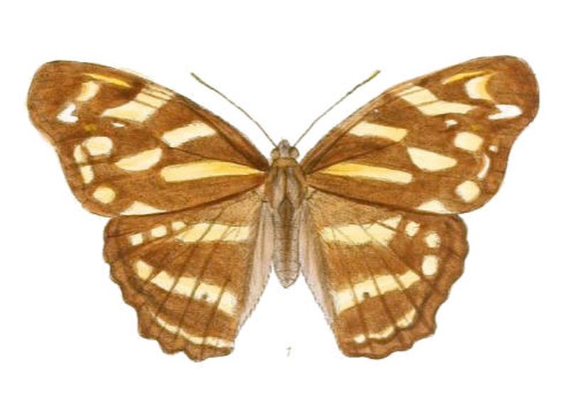 HeronaAngustata196 1