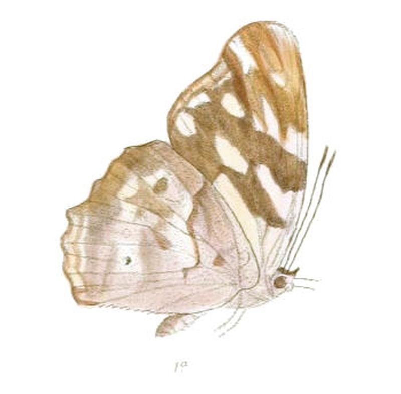 HeronaAngustata196 1a