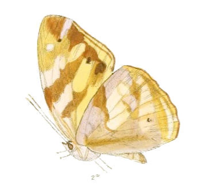 HeronaMarathus195 2a