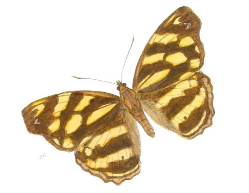 HeronaMarathus195 2b