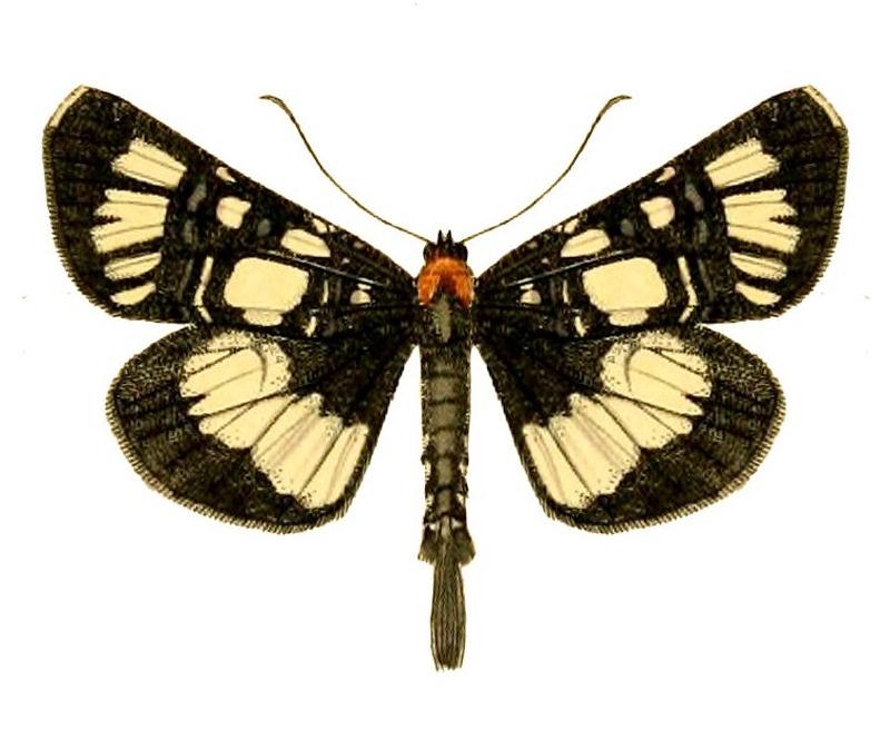 Hespagarista caudata