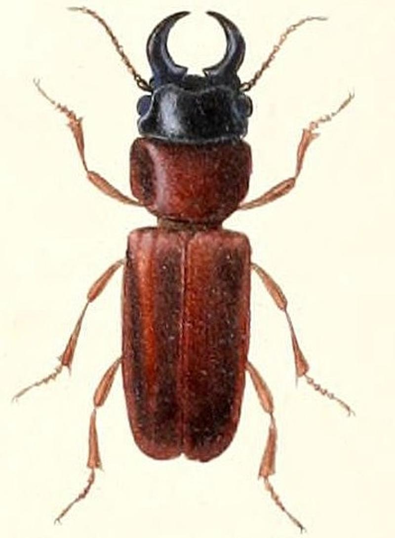 Hesperandra glabra