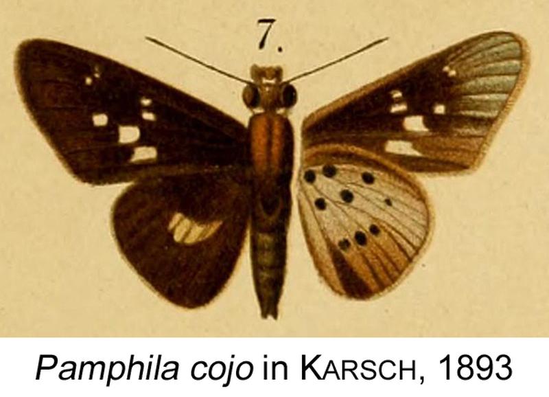 Hesperid butterfly Fresna cojo from Original Description