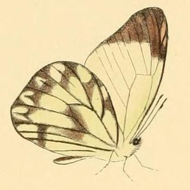 Hesperocharis nera1